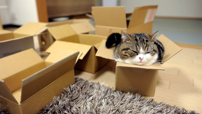 Internet Cat Meme 7.jpg